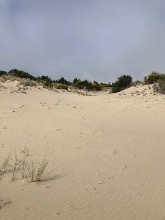 Marché sur les dunes